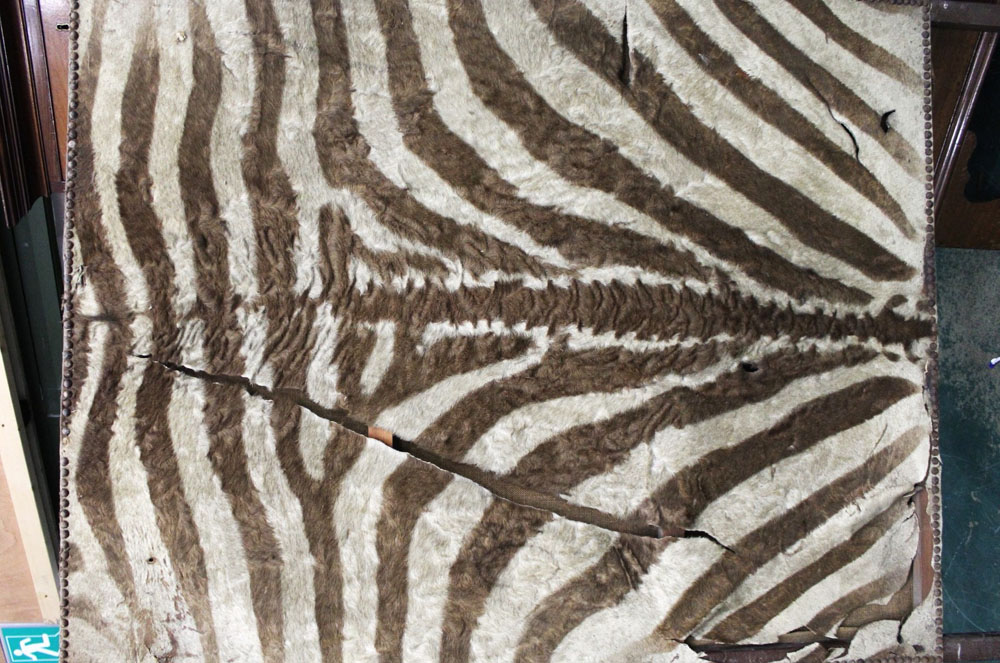 An Edwardian Zebra skin screen. Height 165 cm, each section 101 cm wide (AF). - Image 3 of 5