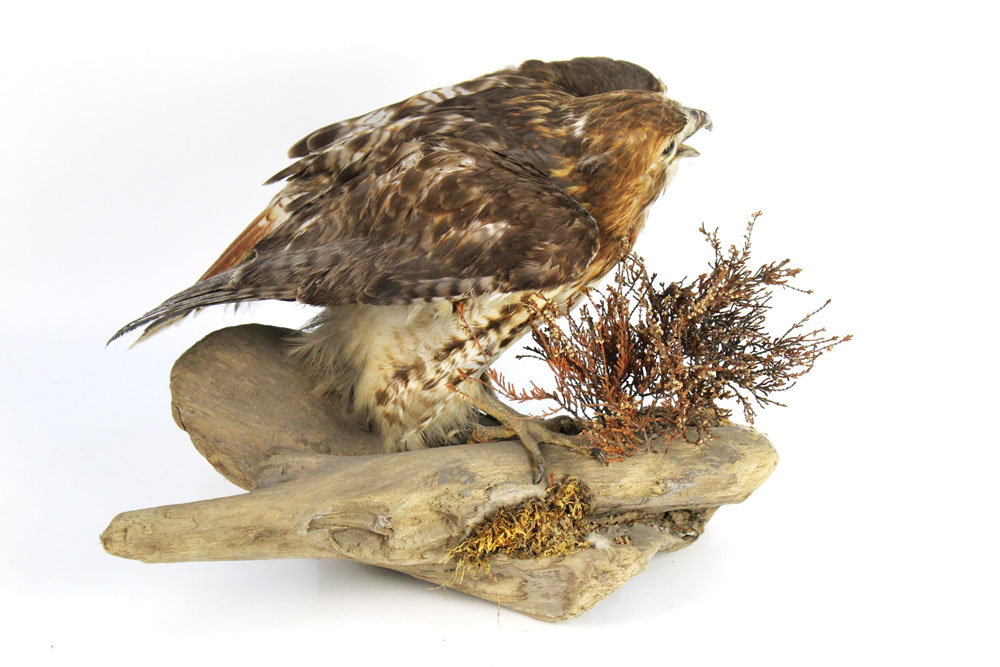 Taxidermy - A common buzzard mounted on a log, circa 1980 Department of The Environment No. 1--5. - Image 3 of 3