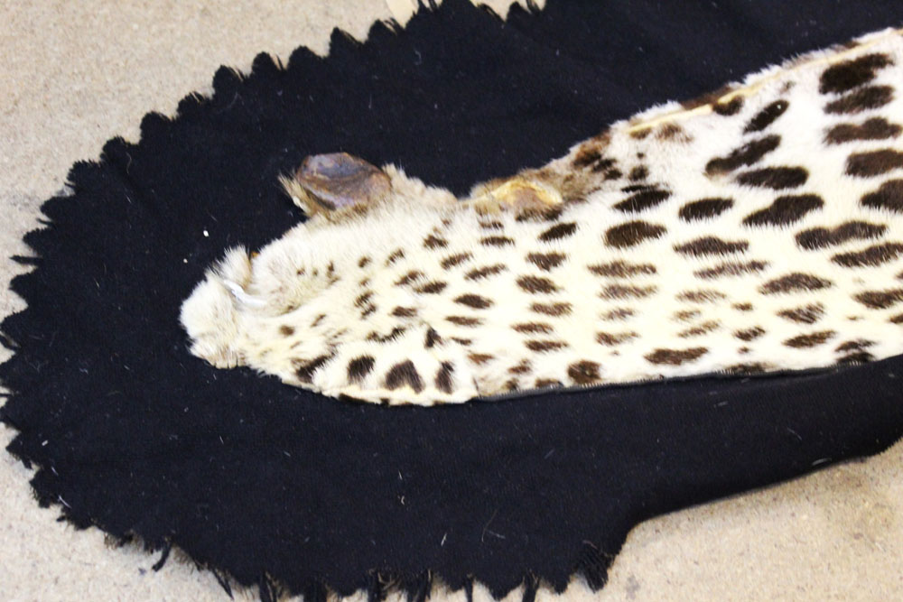 Taxidermy - A Leopard skin rug, with black felt backing. length 230 cm, width 121 cm. - Image 3 of 6