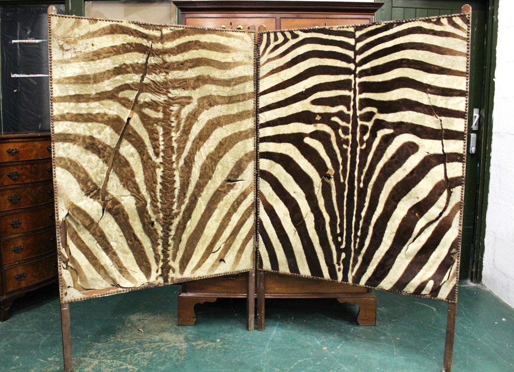 An Edwardian Zebra skin screen. Height 165 cm, each section 101 cm wide (AF).