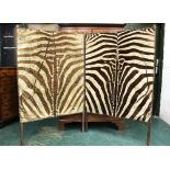 An Edwardian Zebra skin screen. Height 165 cm, each section 101 cm wide (AF).