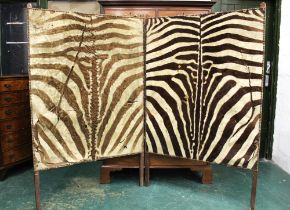 An Edwardian Zebra skin screen. Height 165 cm, each section 101 cm wide (AF).