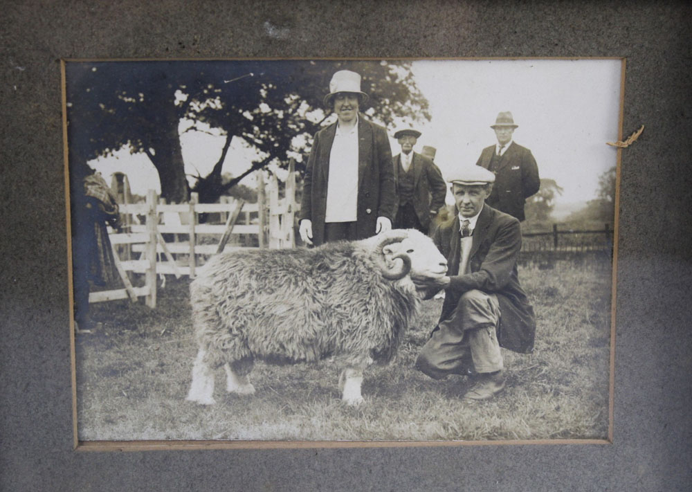 An early 20th century press photo, depicting farmer with Herdwick sheep,