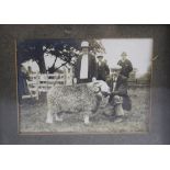 An early 20th century press photo, depicting farmer with Herdwick sheep,