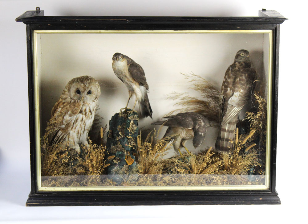 Taxidermy - A Victorian case of birds in naturalistic setting,