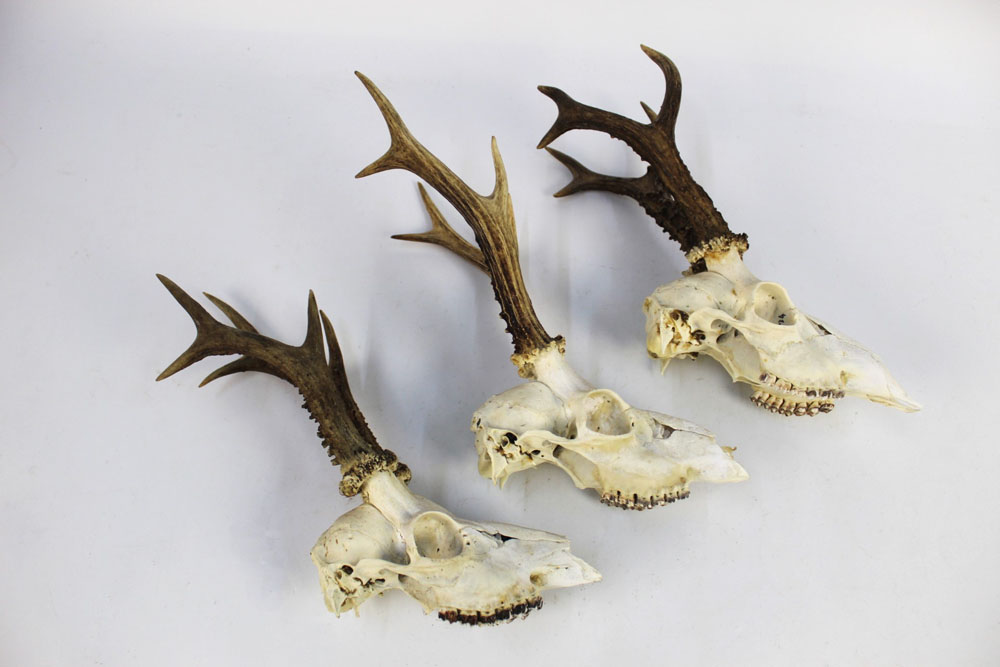 Taxidermy - Three six point roe buck heads. - Image 2 of 2