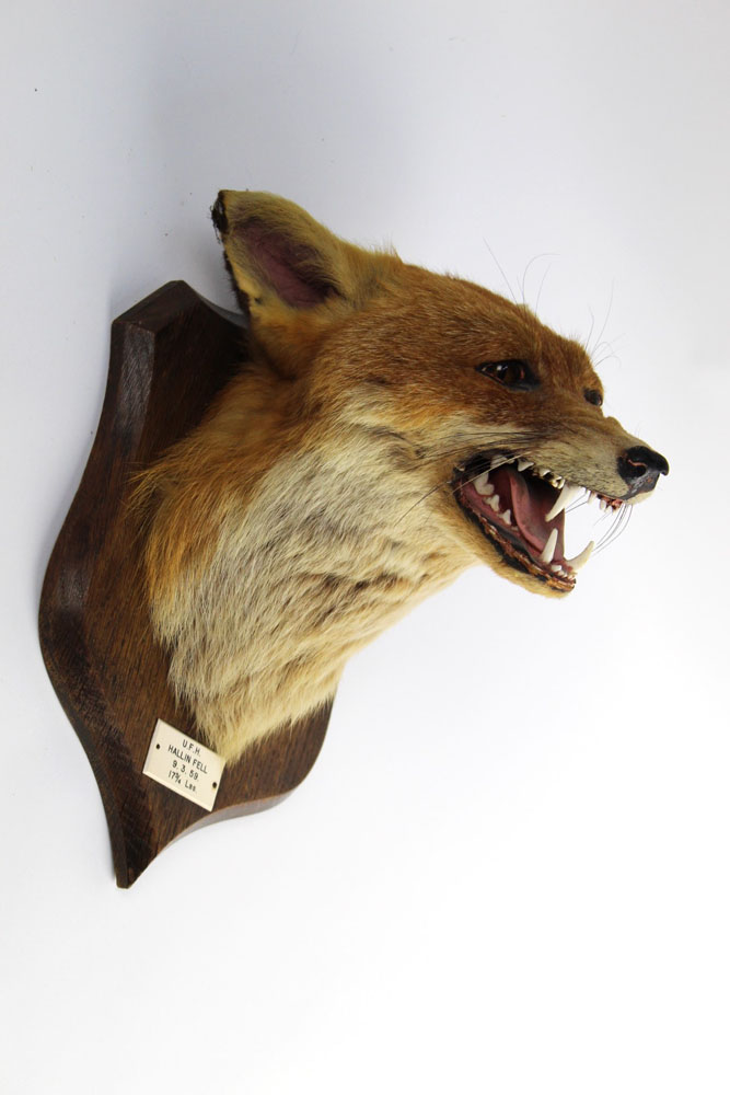 Taxidermy - Peter Spicer & Sons Leamington,