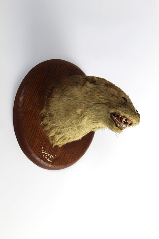 Taxidermy - Peter Spicer & Sons Leamington, an otter mask on a rare circular shield, - Bild 2 aus 2
