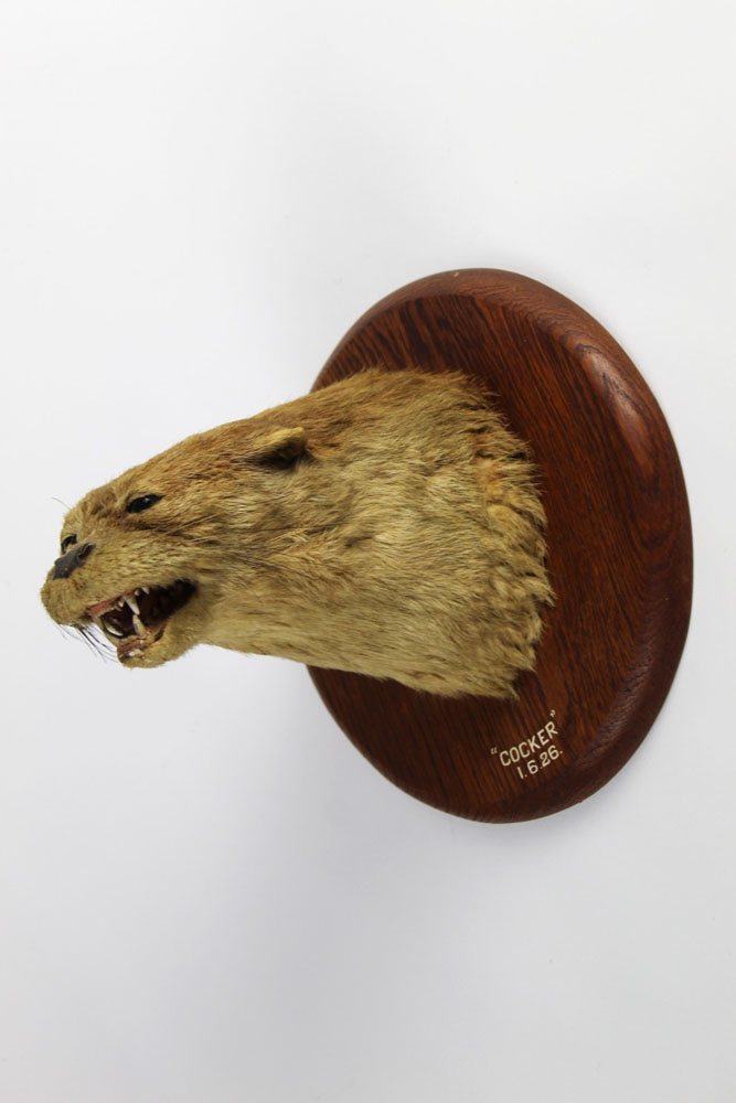 Taxidermy - Peter Spicer & Sons Leamington, an otter mask on a rare circular shield,