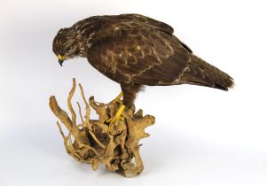 Taxidermy - A common buzzard mounted on a log, circa 1980 Department of The Environment No. 7012912.