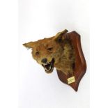 Taxidermy - Peter Spicer & Sons Leamington a fox mask mounted on an oak shield with plaque AVH