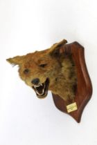 Taxidermy - Peter Spicer & Sons Leamington a fox mask mounted on an oak shield with plaque AVH