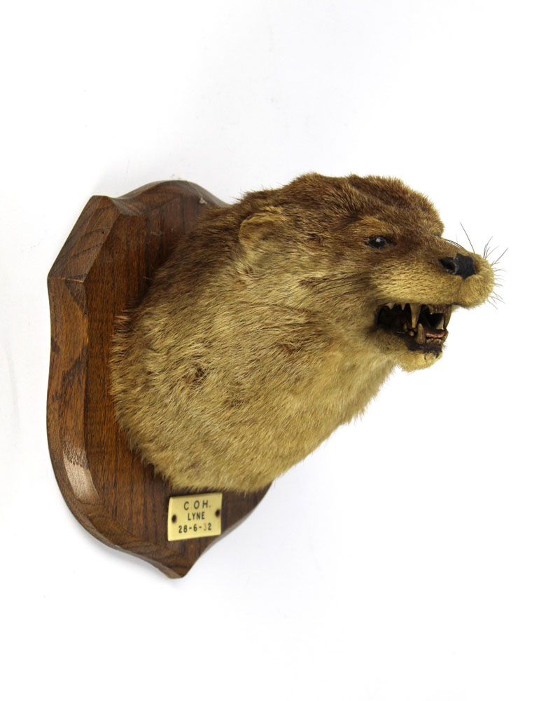 Taxidermy - Raine Brothers Carlisle,