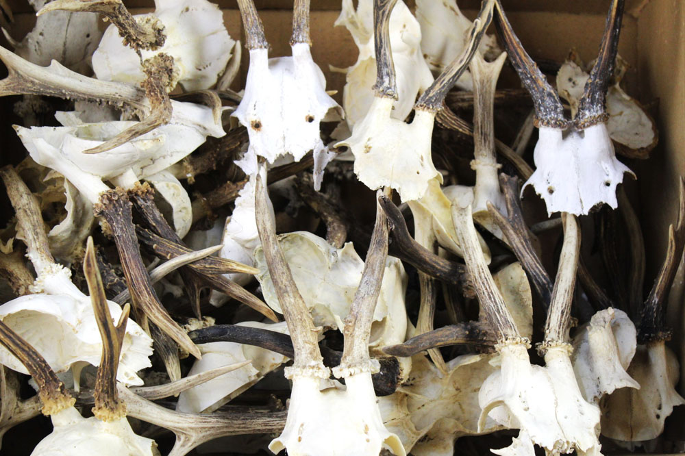 Taxidermy - A box containing +/- 40 + sets of roe deer antlers on quarter skulls. - Image 2 of 2