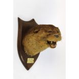 Taxidermy - Peter Spicer & Sons Taxidermists Leamington,