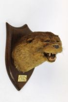 Taxidermy - Peter Spicer & Sons Taxidermists Leamington,