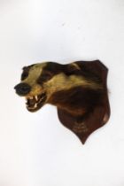 Taxidermy - Peter Spicer & Sons Taxidermists Leamington,