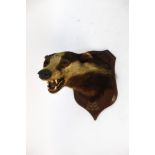 Taxidermy - Peter Spicer & Sons Taxidermists Leamington,