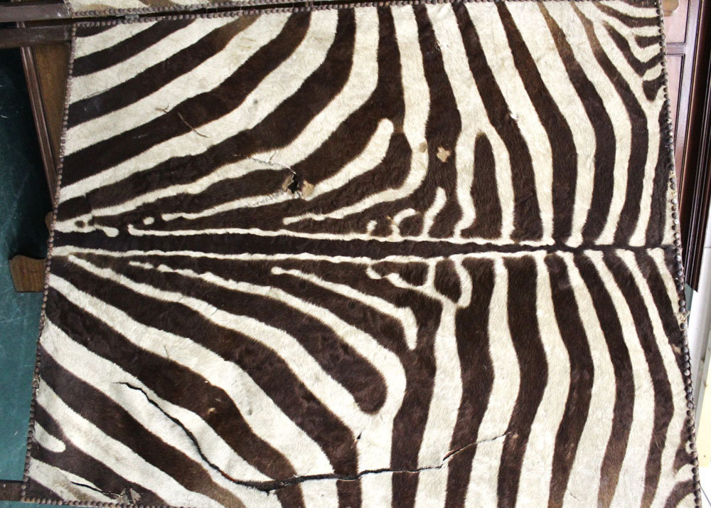 An Edwardian Zebra skin screen. Height 165 cm, each section 101 cm wide (AF). - Image 4 of 5