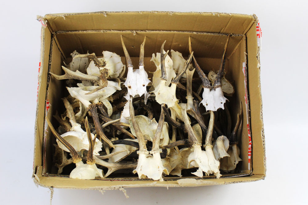 Taxidermy - A box containing +/- 40 + sets of roe deer antlers on quarter skulls.