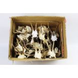 Taxidermy - A box containing +/- 40 + sets of roe deer antlers on quarter skulls.