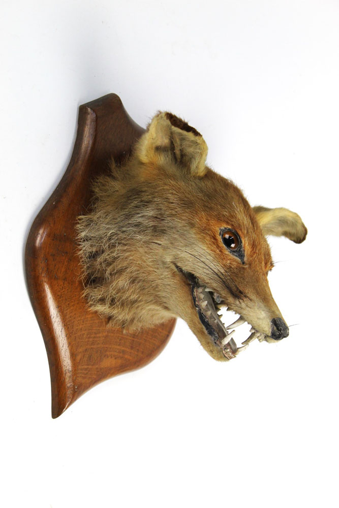 Taxidermy - A fox mask mounted on an oak shield. - Image 2 of 2