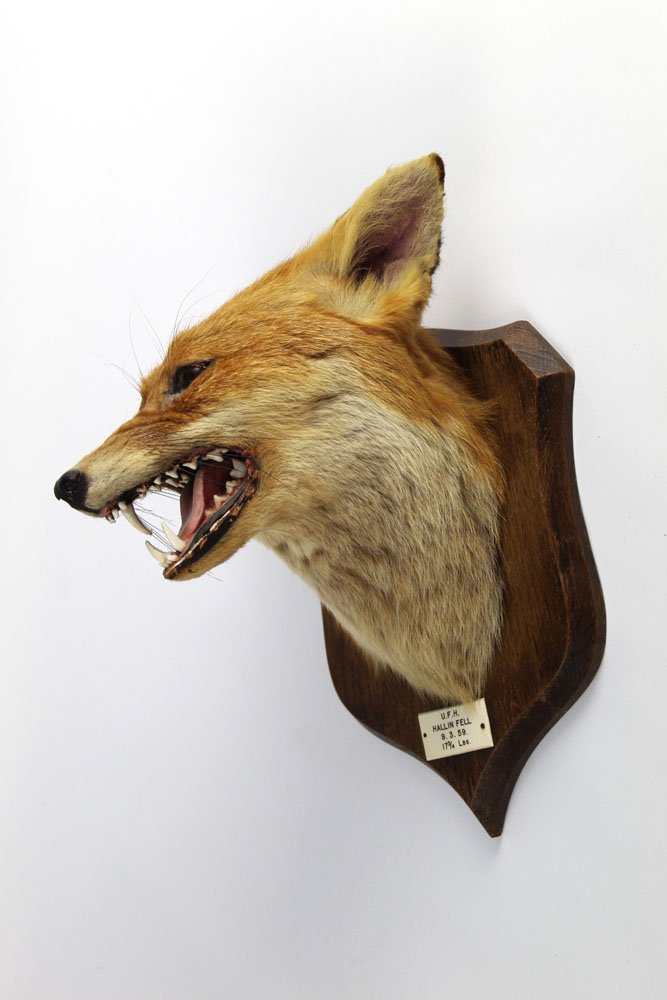 Taxidermy - Peter Spicer & Sons Leamington, - Image 2 of 2