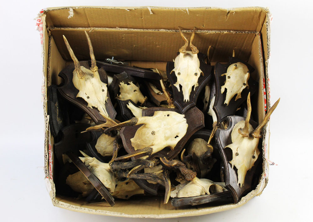 Taxidermy - 20 + sets of roe deer antlers, mostly mounted on wooden shields with hollow rears,