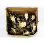 Taxidermy - 20 + sets of roe deer antlers, mostly mounted on wooden shields with hollow rears,