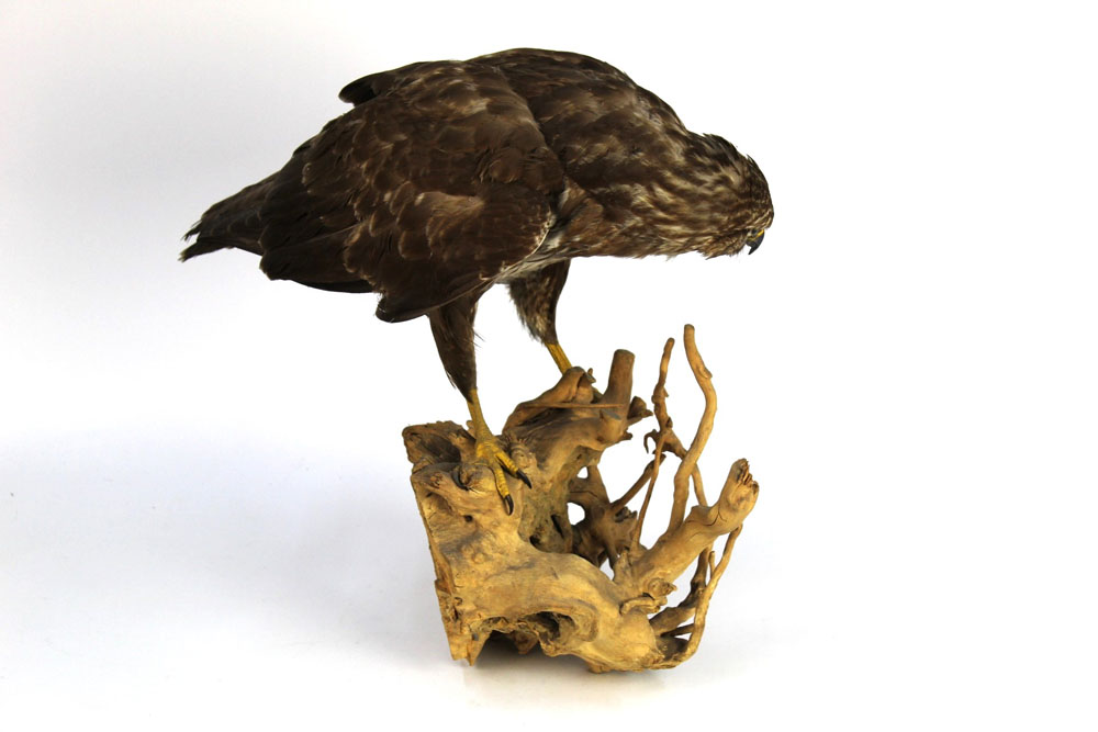 Taxidermy - A common buzzard mounted on a log, circa 1980 Department of The Environment No. 7012912. - Image 2 of 2