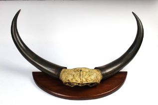 Taxidermy - A pair of large domestic water buffalo horns, mounted on a mahogany shield.