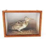Taxidermy - A woodcock in a wooden case,