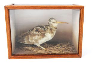 Taxidermy - A woodcock in a wooden case,