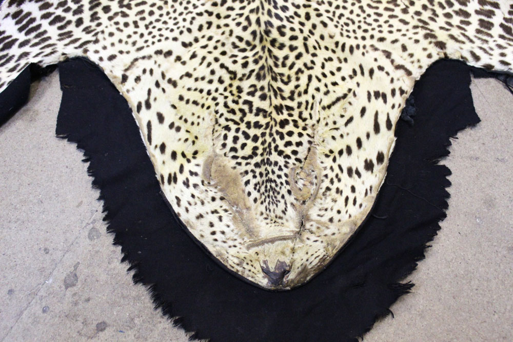 Taxidermy - A Leopard skin rug, with black felt backing. length 230 cm, width 121 cm. - Image 2 of 6