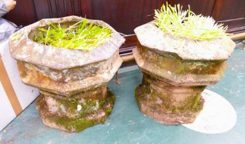 Pair of octagonal garden planters, each filled with daffodils, height 50 cm,