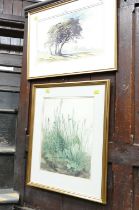 Watercolour of trees and picture of grasses