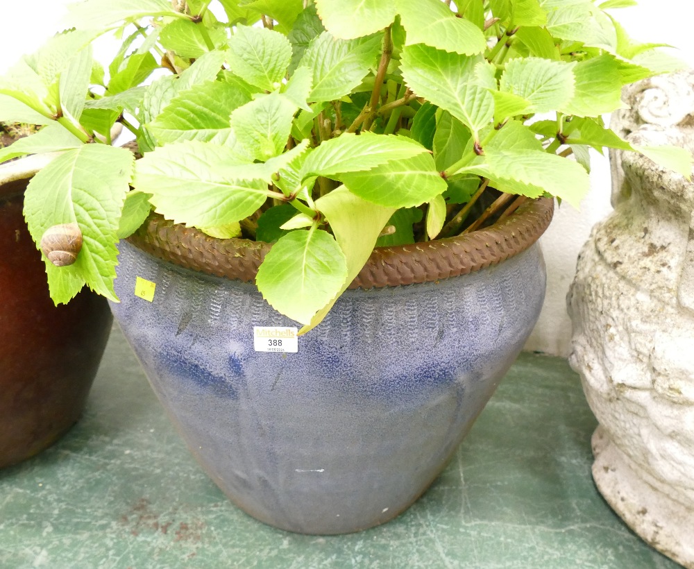 Blue glazed garden planter with hydrangea