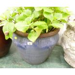 Blue glazed garden planter with hydrangea