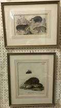 A collection of Natural History engravings and etchings including those of Hedgehog, Woodcock, etc.