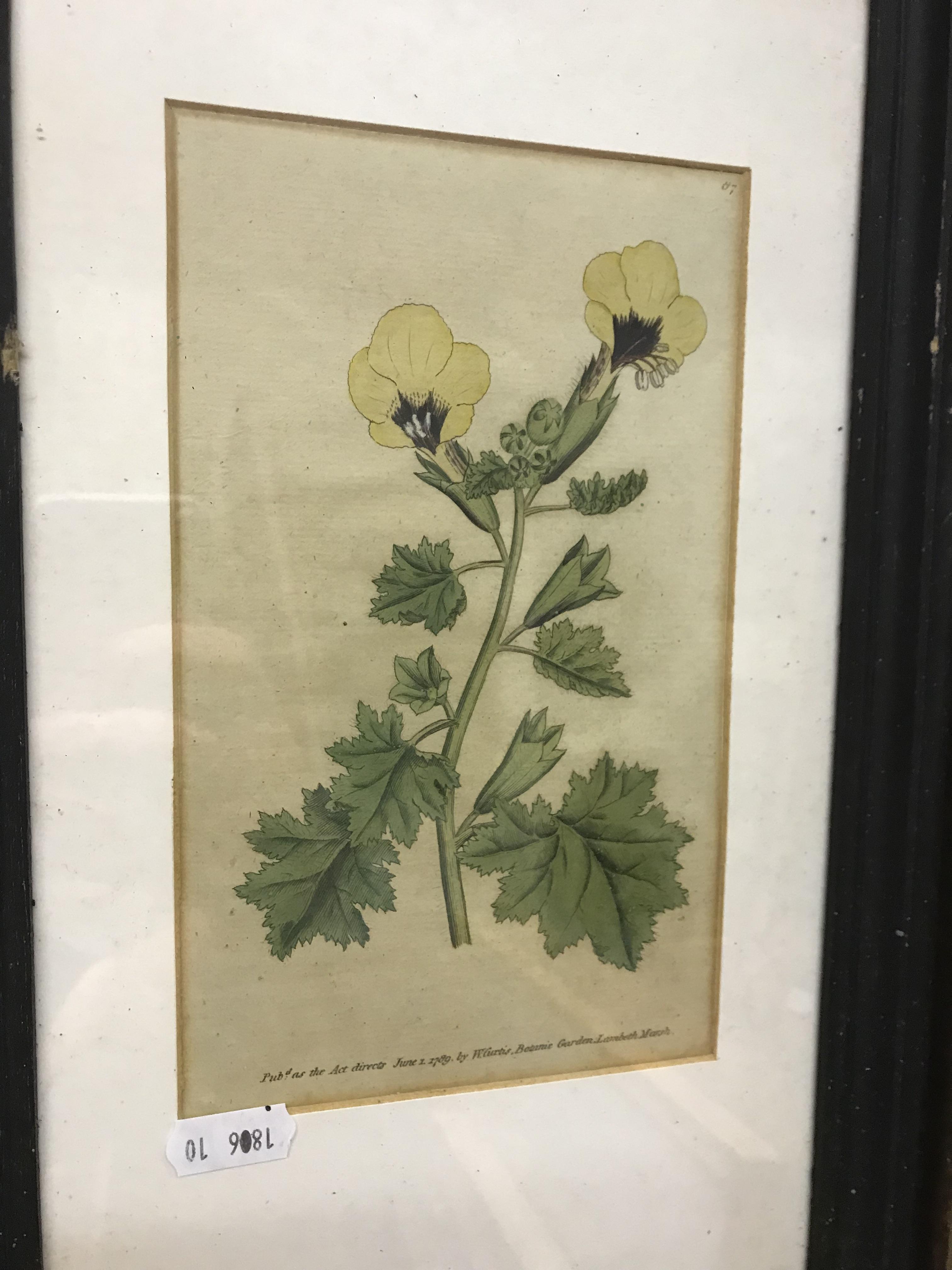 A set of four late 18th Century hand coloured botanical engravings published by William Curtis, - Image 4 of 5