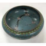 A Chinese turquoise ground cloisonné shallow bowl decorated with branches of prunus blossom raised