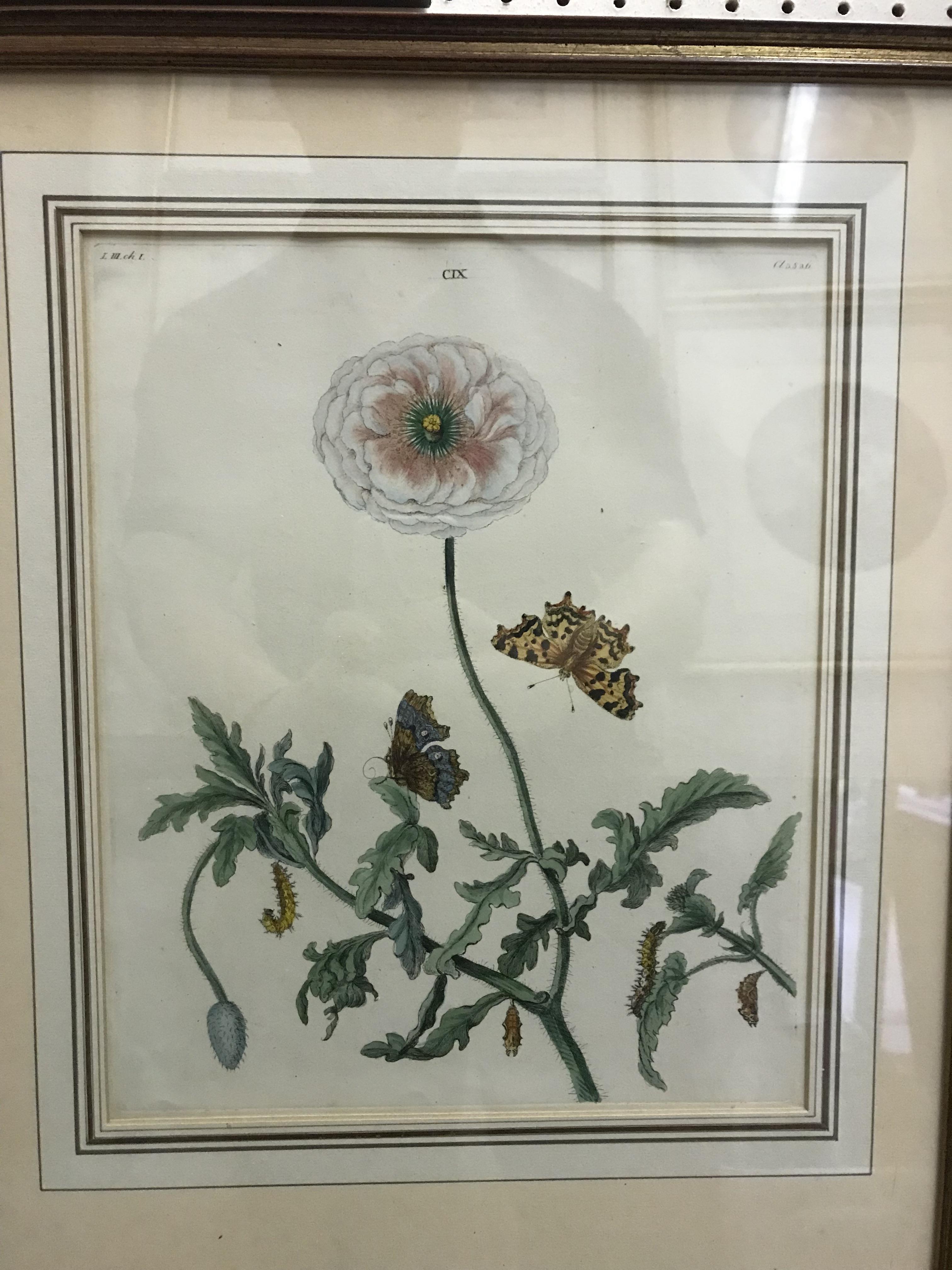 A set of ten hand-coloured engravings of various English moths and butterflies AFTER BENJAMIN WILKS,