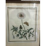 A set of ten hand-coloured engravings of various English moths and butterflies AFTER BENJAMIN WILKS,