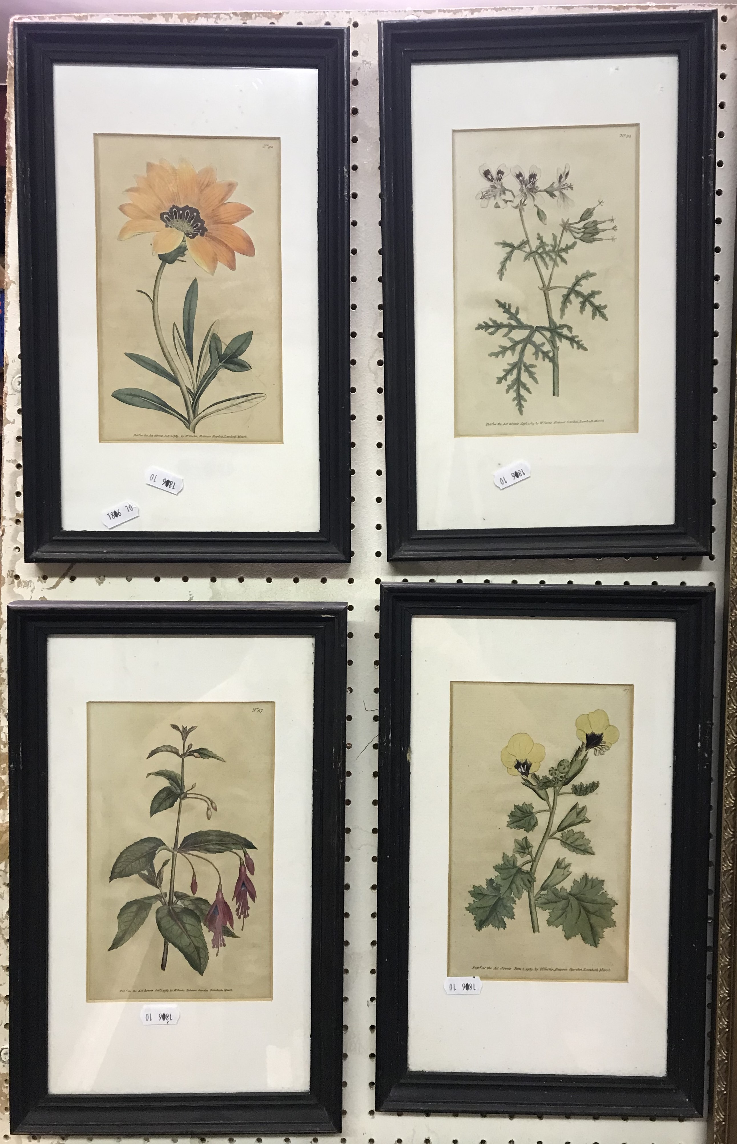 A set of four late 18th Century hand coloured botanical engravings published by William Curtis,