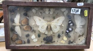 An antique insect specimen collection to