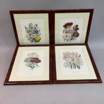 A set of four botanical colour prints in faux walnut frames, 45cm x 30cm