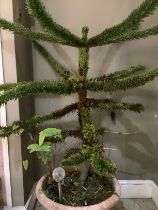 A monkey puzzle tree in plant pot measuring 110cm high