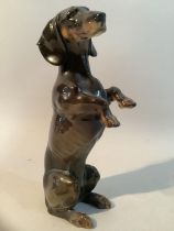 A Hutschenreuther porcelain figure of a Dachshund on hind legs, mark to base, 17cm high