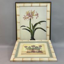 Two decorative botanical still life colour prints of primula in terracotta pots and of amaryllis