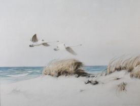 D Olsy (?), early 20th century Hooper swans in flight over dunes, watercolour, indistinctly signed